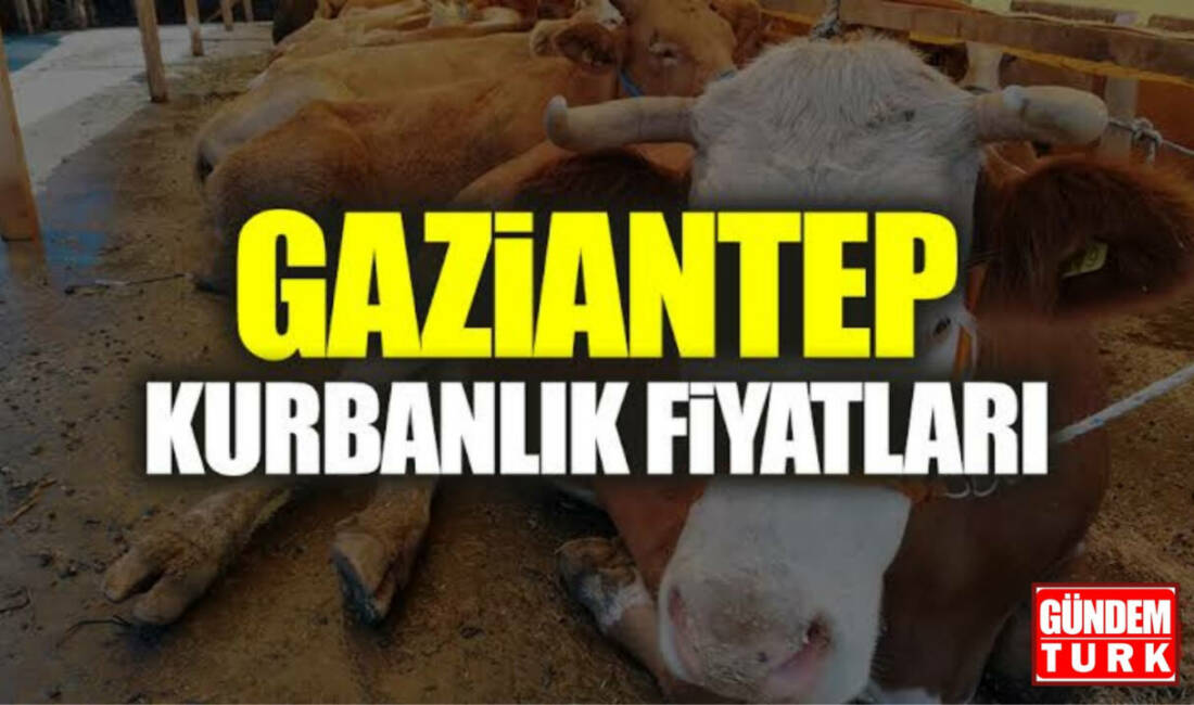 Kurban Bayramı’na sayılı günler kala Gaziantep genelinde resmi kurban satış