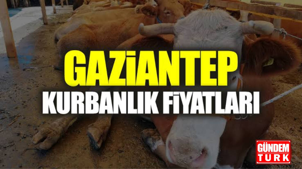 Kurban Bayramı’na sayılı günler kala Gaziantep genelinde resmi kurban satış