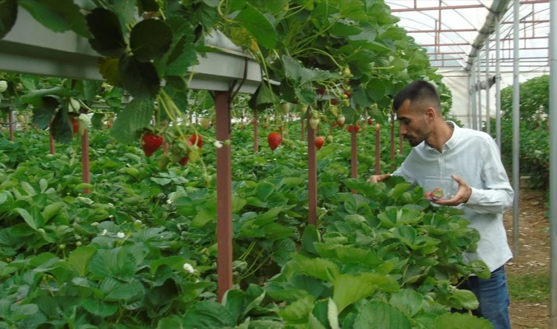 Gaziantepli Genç, Bahçesinde Topraksız Tarım Yapıyor Gaziantep’in İslahiye ilçesinde yaşayan genç girişimci Ali Ardıç, evinin bahçesine