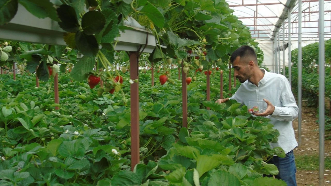 Gaziantep’in İslahiye ilçesinde yaşayan genç girişimci Ali Ardıç, evinin bahçesine