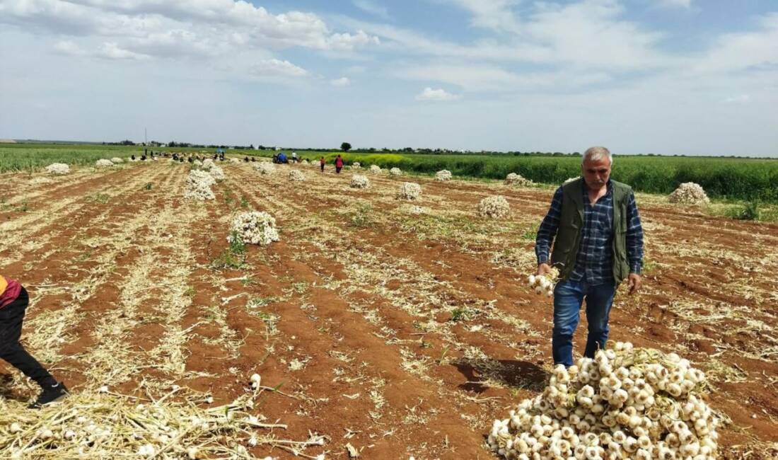 Gaziantep’in Araban ilçesinde Avrupa Birliği’nden coğrafi işaret tescili alan meşhur