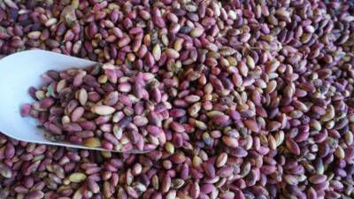 Gaziantep’te hasadına başlanan taze Antep fıstığı tezgâhlarda yerini aldı. Ancak